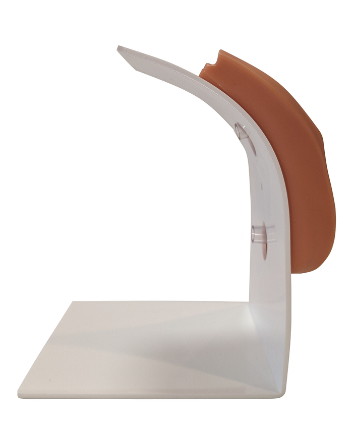 A vulva model is displayed on a white acrylic stand.