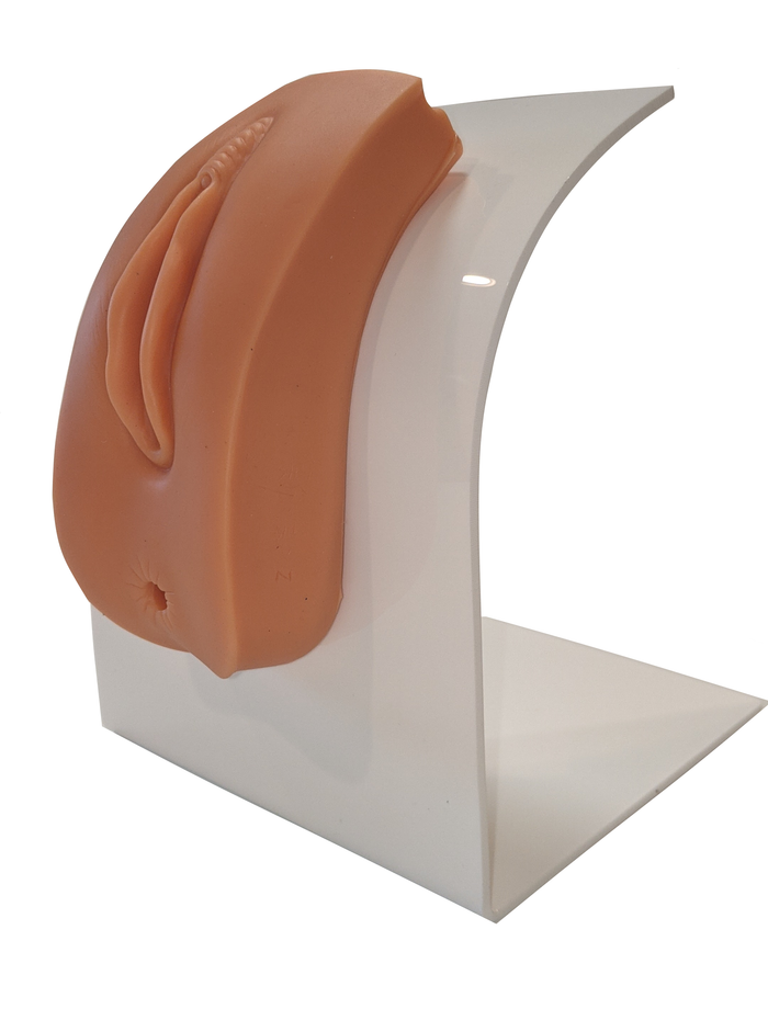 A flesh-toned vulva model is displayed on a white acrylic stand.