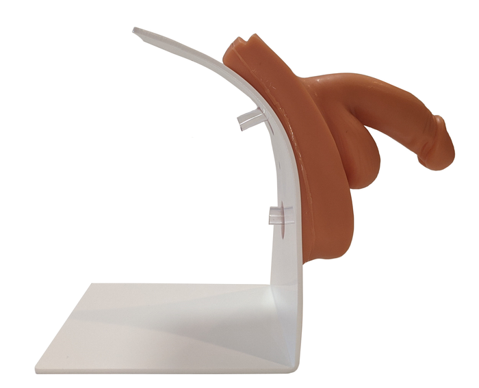 A flesh-toned anatomical model of a penis rests on a white plastic stand, isolated against a white background.