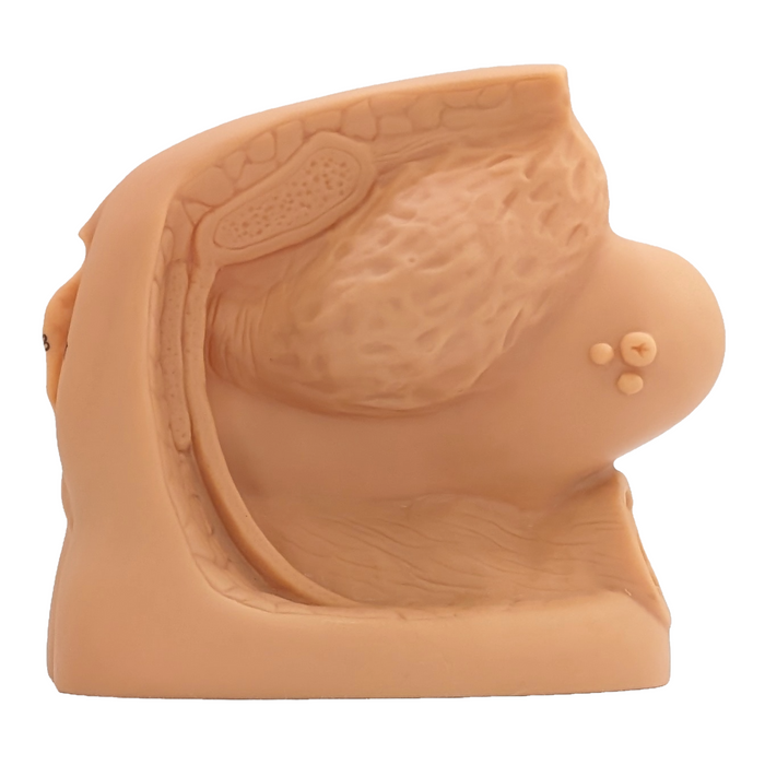 A tan anatomical model sits on a white background.