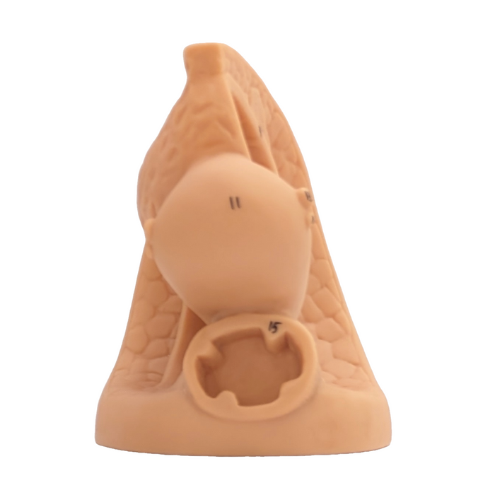 A flesh-toned anatomical model of mammary glands sits on a white background. The model shows details such as numbered lobes and a nipple.