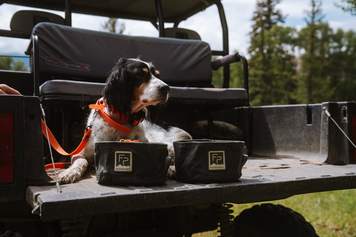 dog with food and water bowls