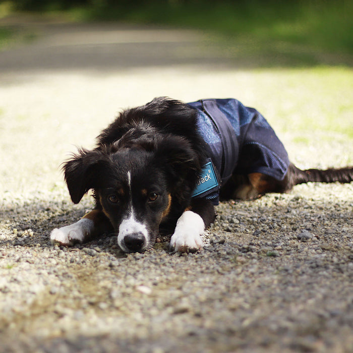 Back on Track Cool on Track Dog Coat, lightweight and breathable design to keep dogs cool and comfortable in heat