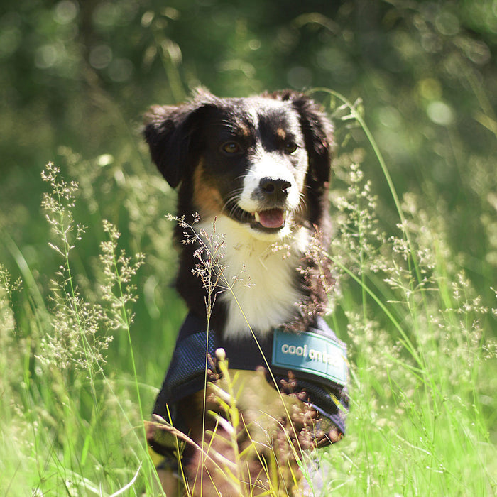 Back on Track Cool on Track Dog Coat, lightweight and breathable design to keep dogs cool and comfortable in heat