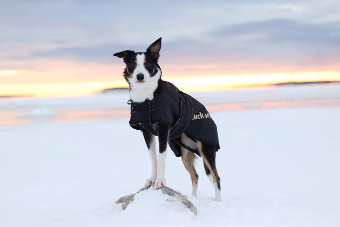 Back on Track Regular Dog Coat – comfortable, weather-resistant coat for canine warmth and therapeutic support